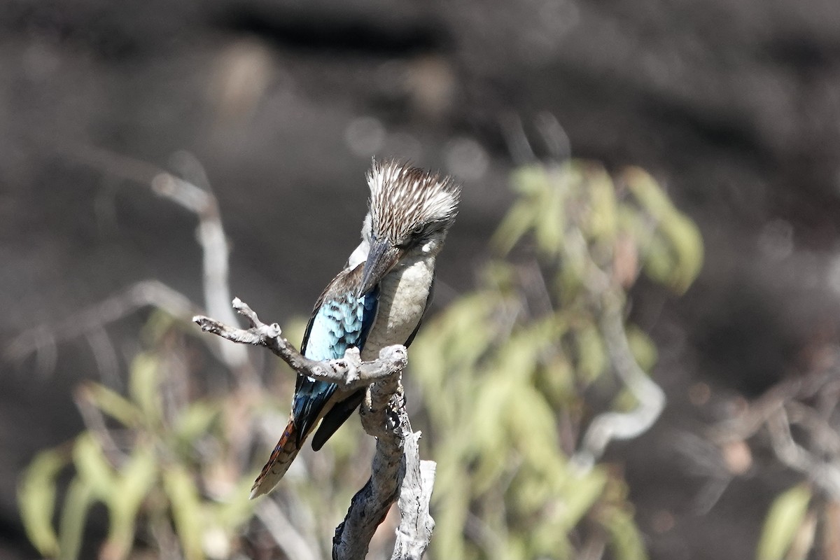 Blue-winged Kookaburra - Simon Pearce