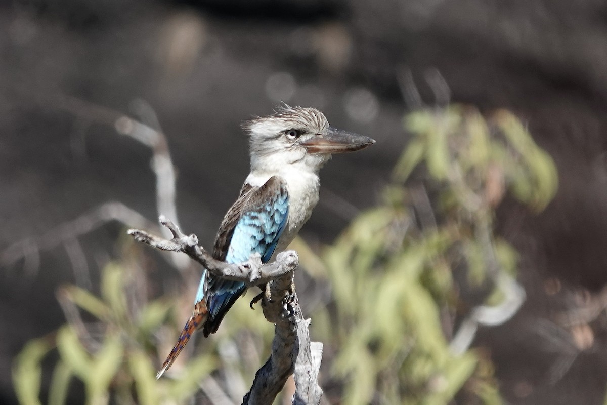 Blue-winged Kookaburra - Simon Pearce