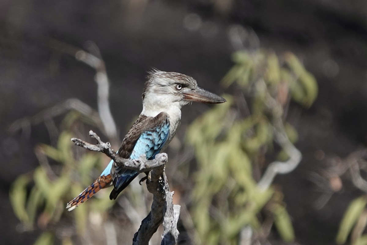 Martin-chasseur à ailes bleues - ML609089439