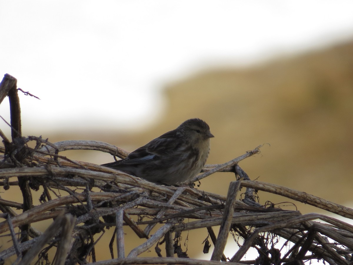 Twite - ML609089471