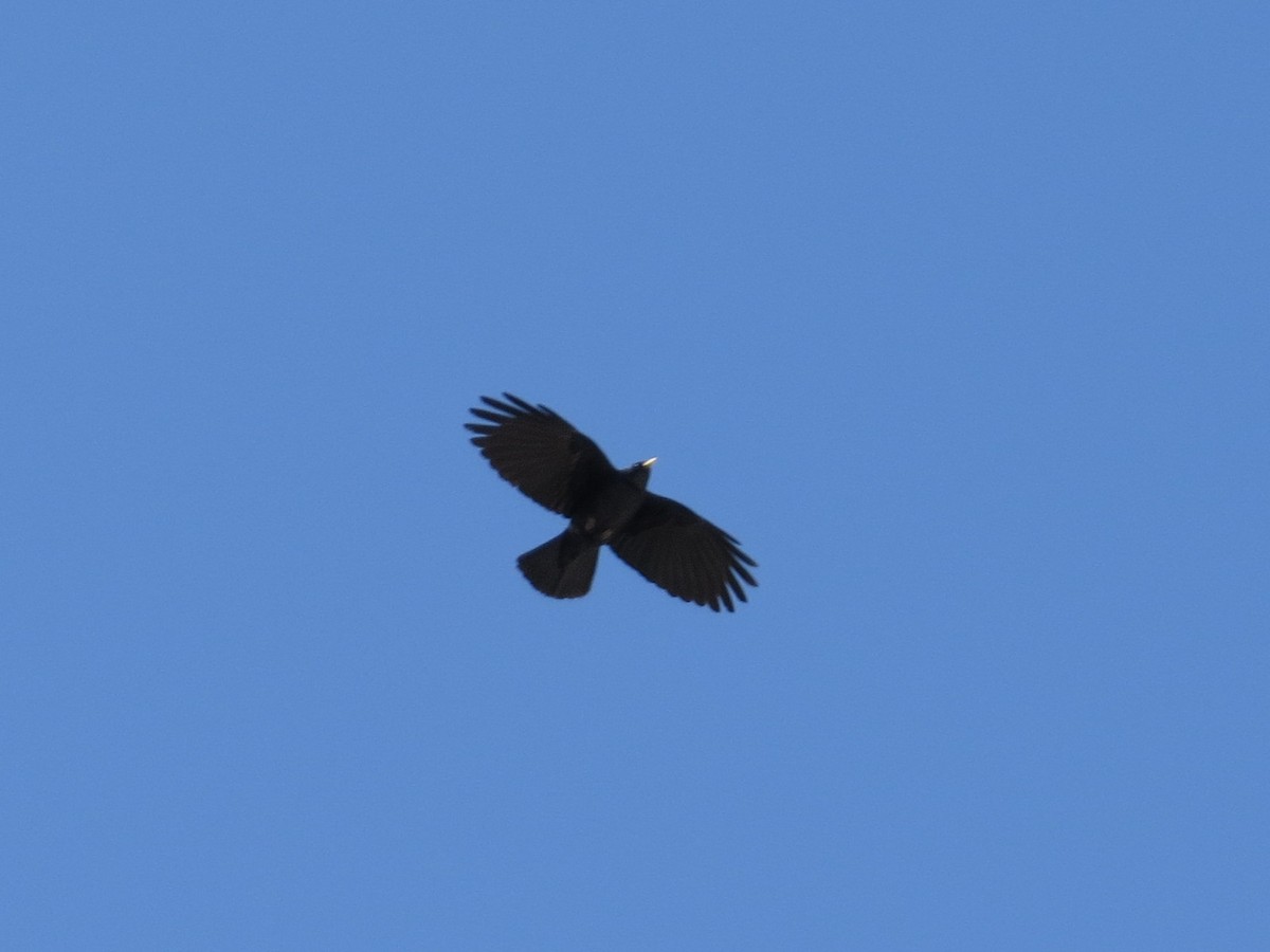 Yellow-billed Chough - ML609089478