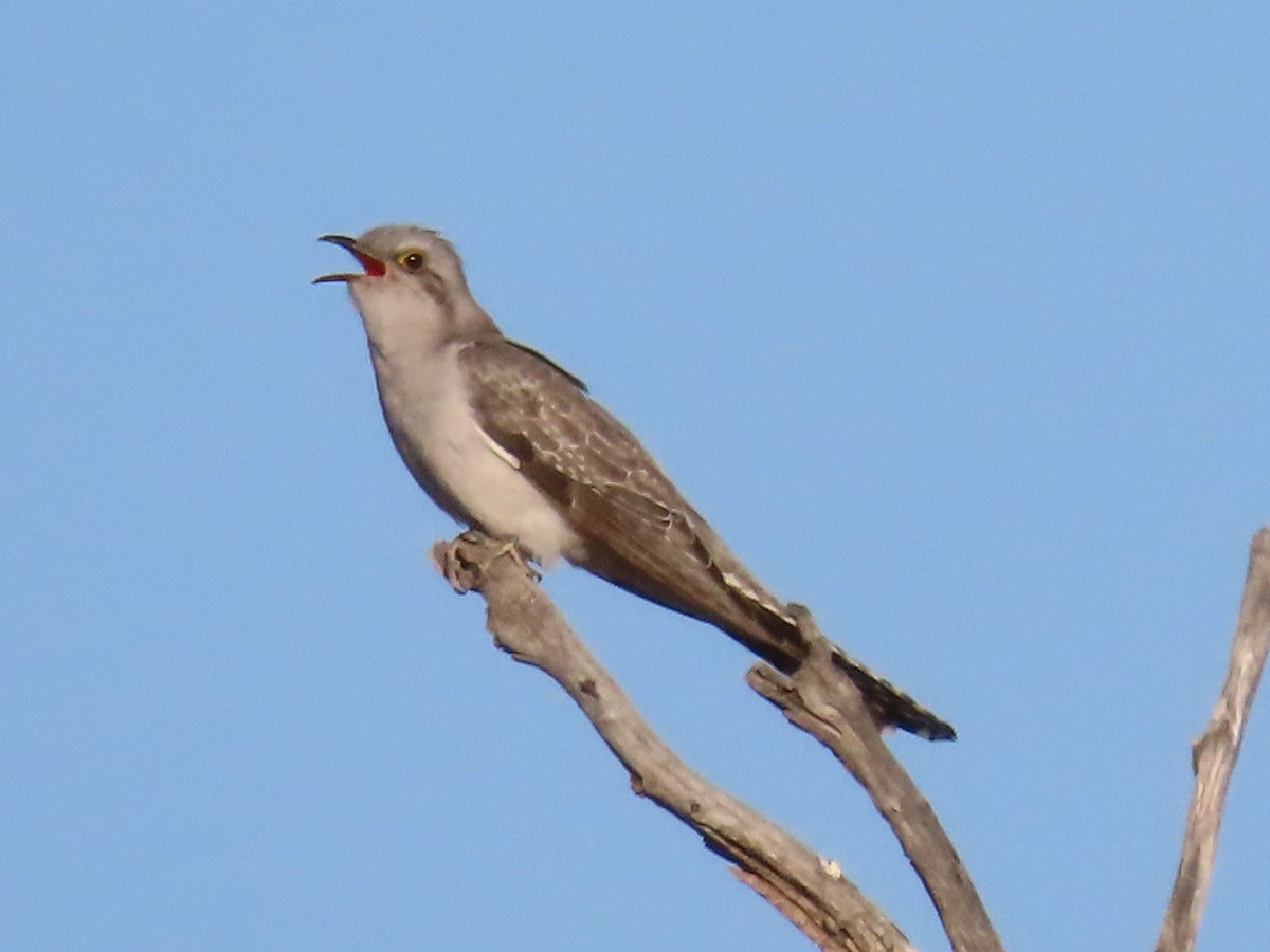 Pallid Cuckoo - ML609089508