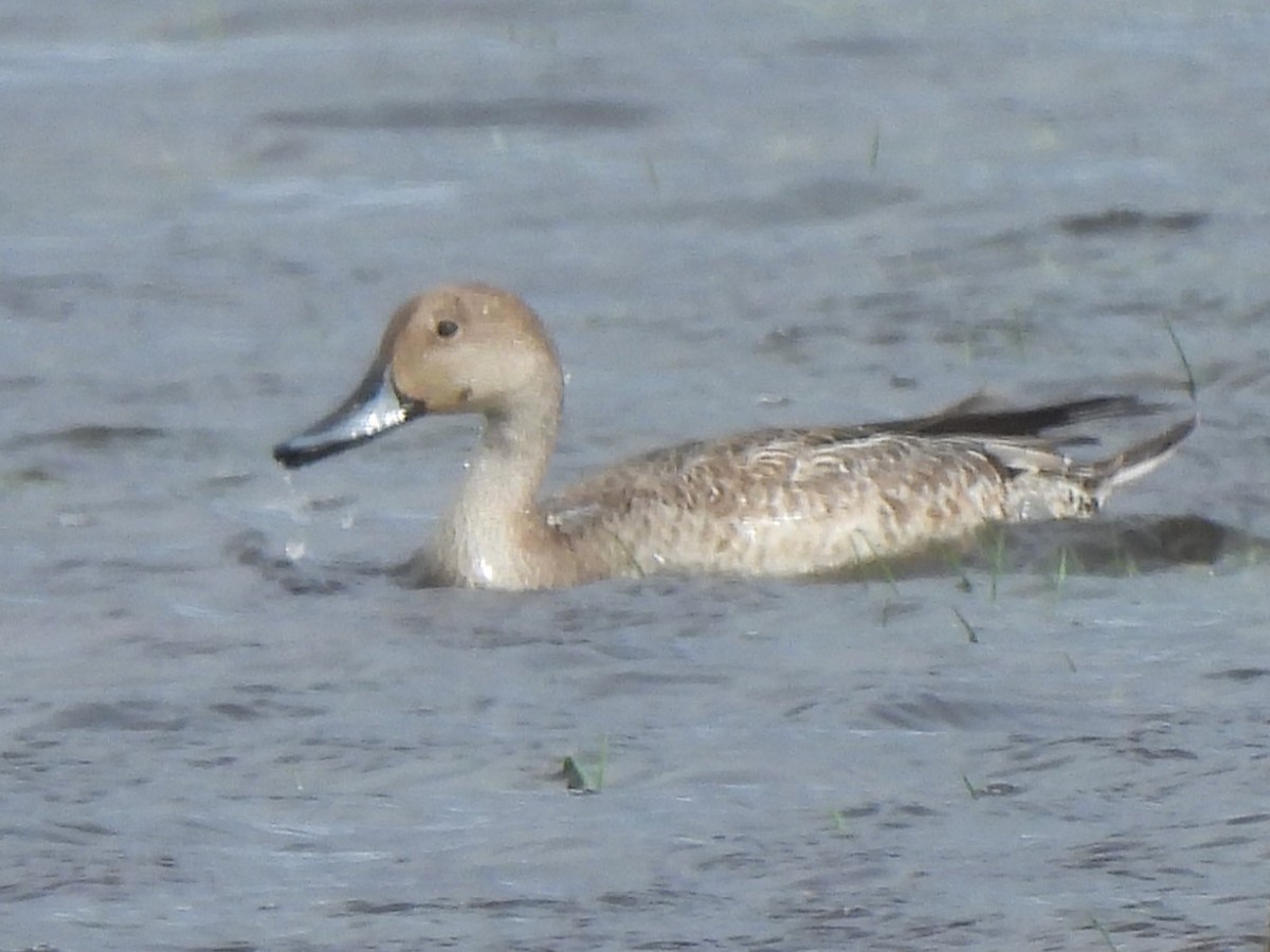 Northern Pintail - Stephen Taylor