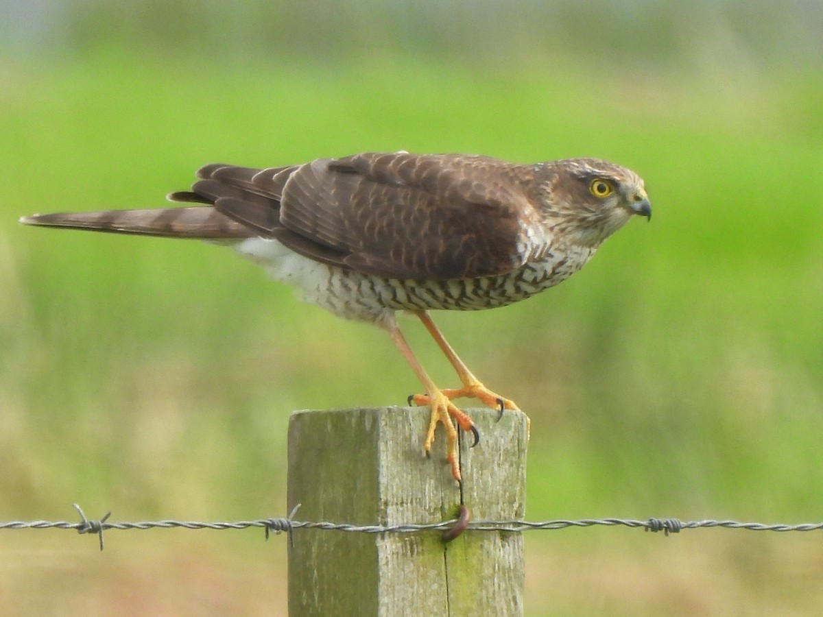 Eurasian Sparrowhawk - Stephen Taylor