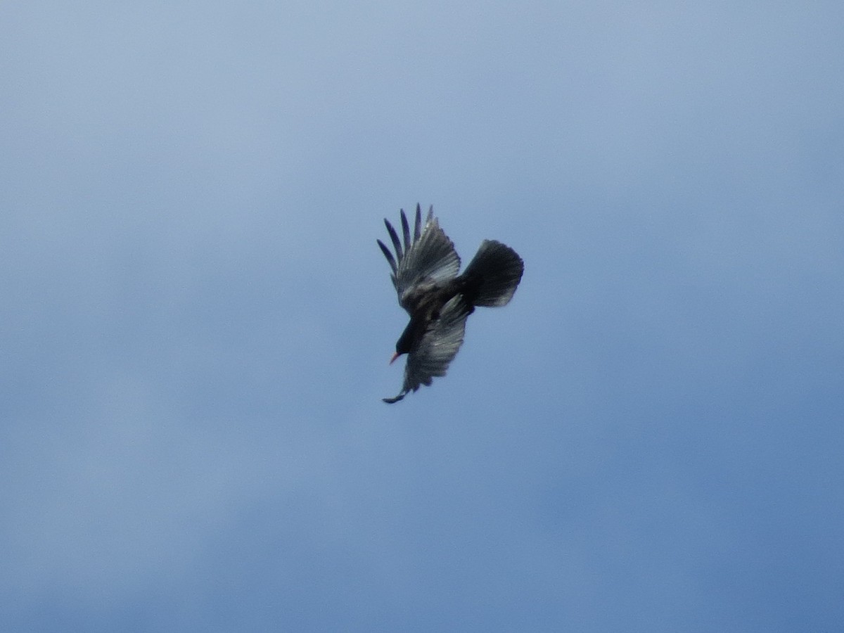 Red-billed Chough - ML609089519