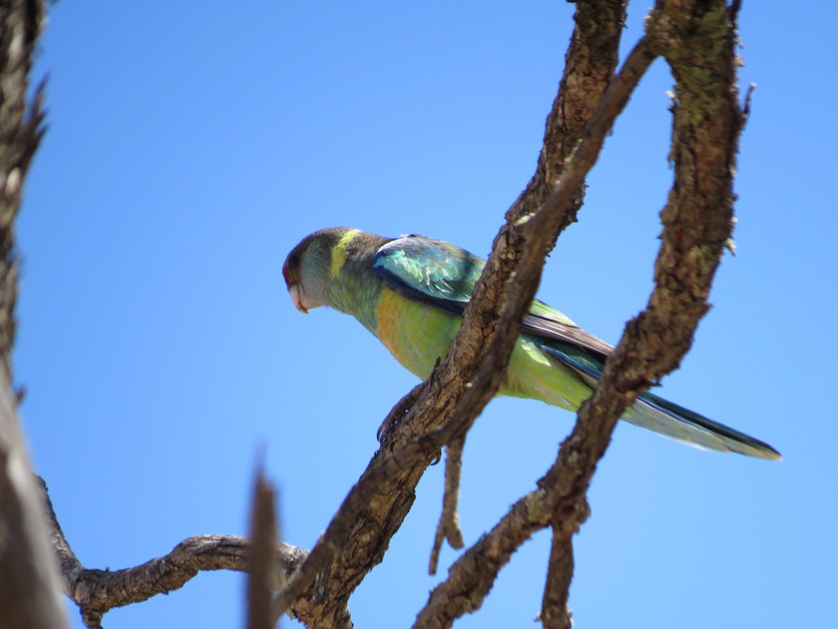 Воротничковый попугай (barnardi) - ML609089537