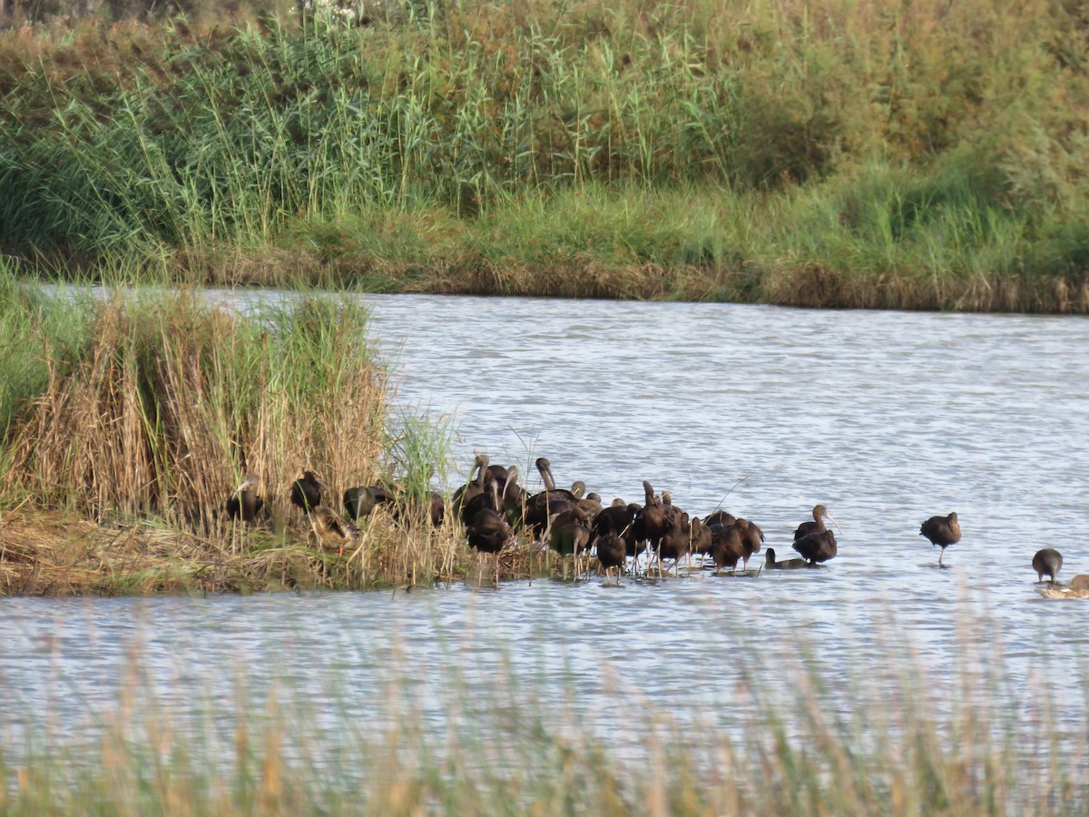 Glossy Ibis - ML609089541