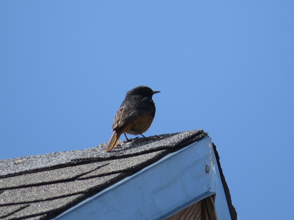 Black Redstart - ML609089544