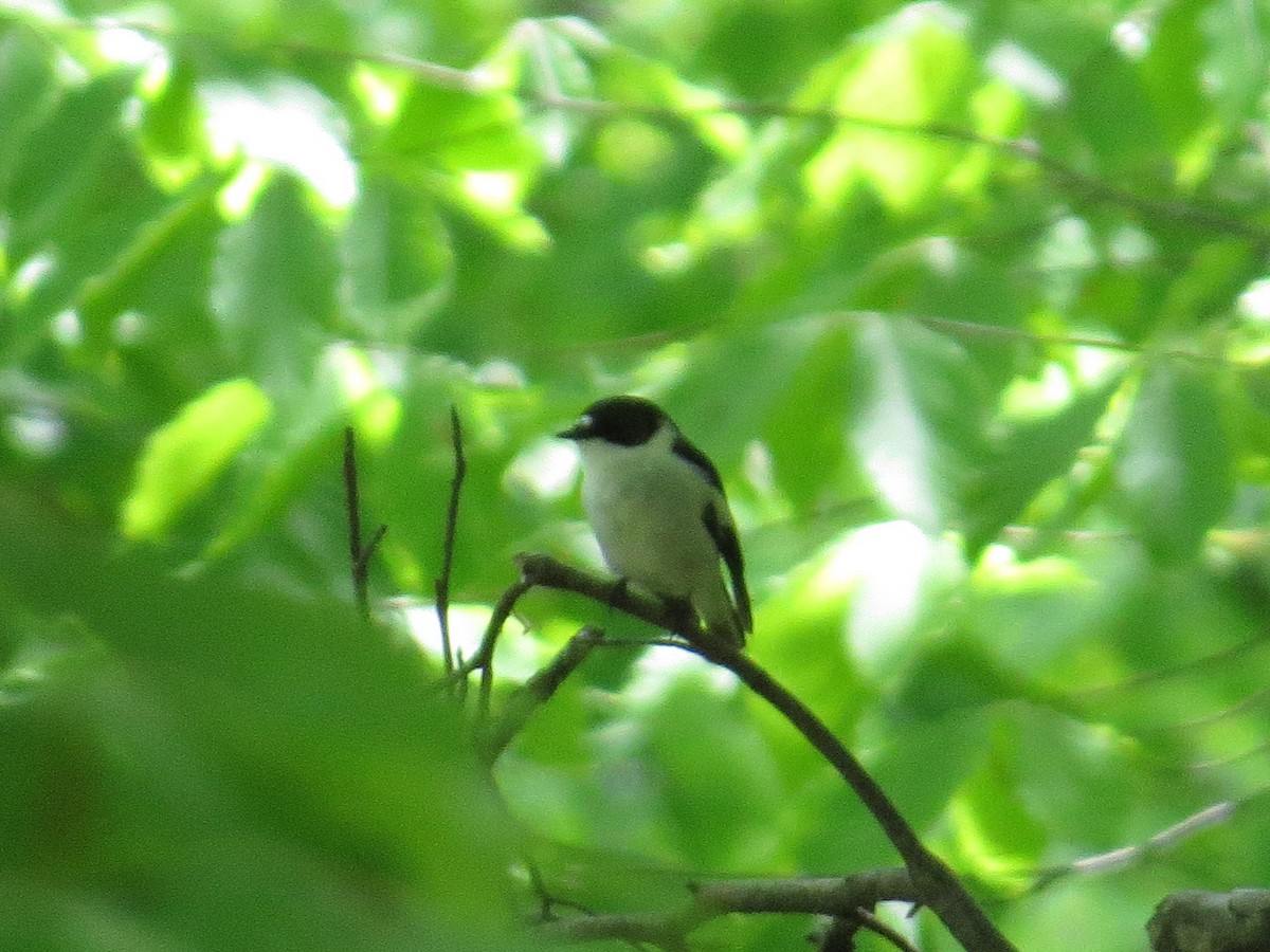 Semicollared Flycatcher - Marcin Romanowski