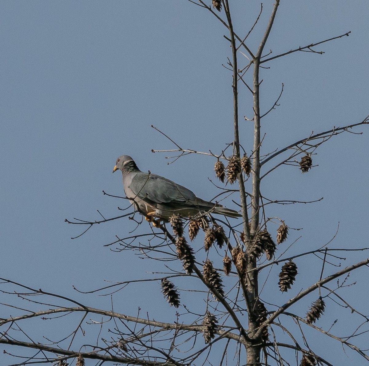 Band-tailed Pigeon - Michele Louden