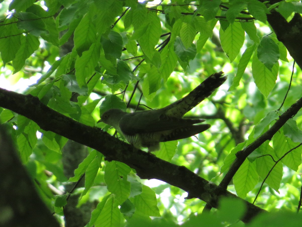 Common Cuckoo - ML609089573