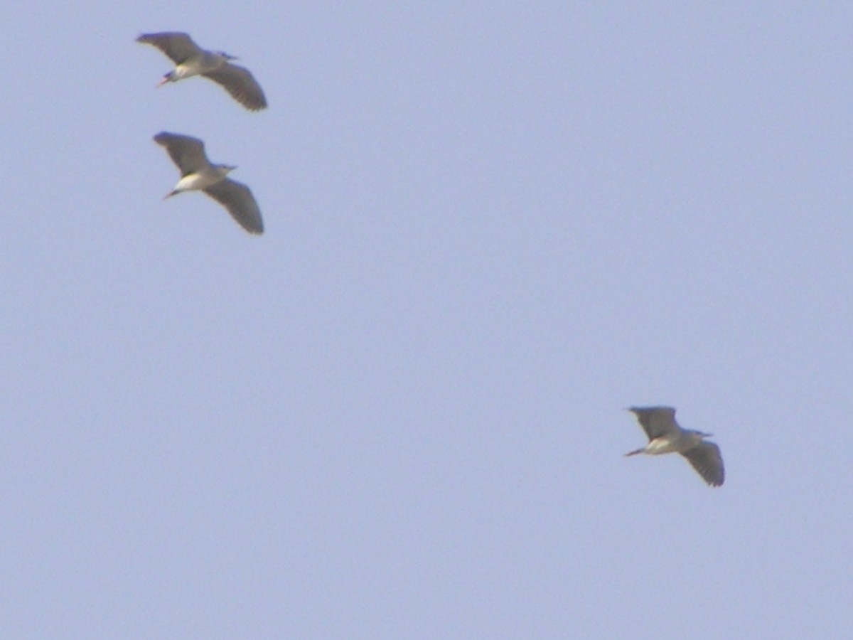 Black-crowned Night Heron - ML609089586