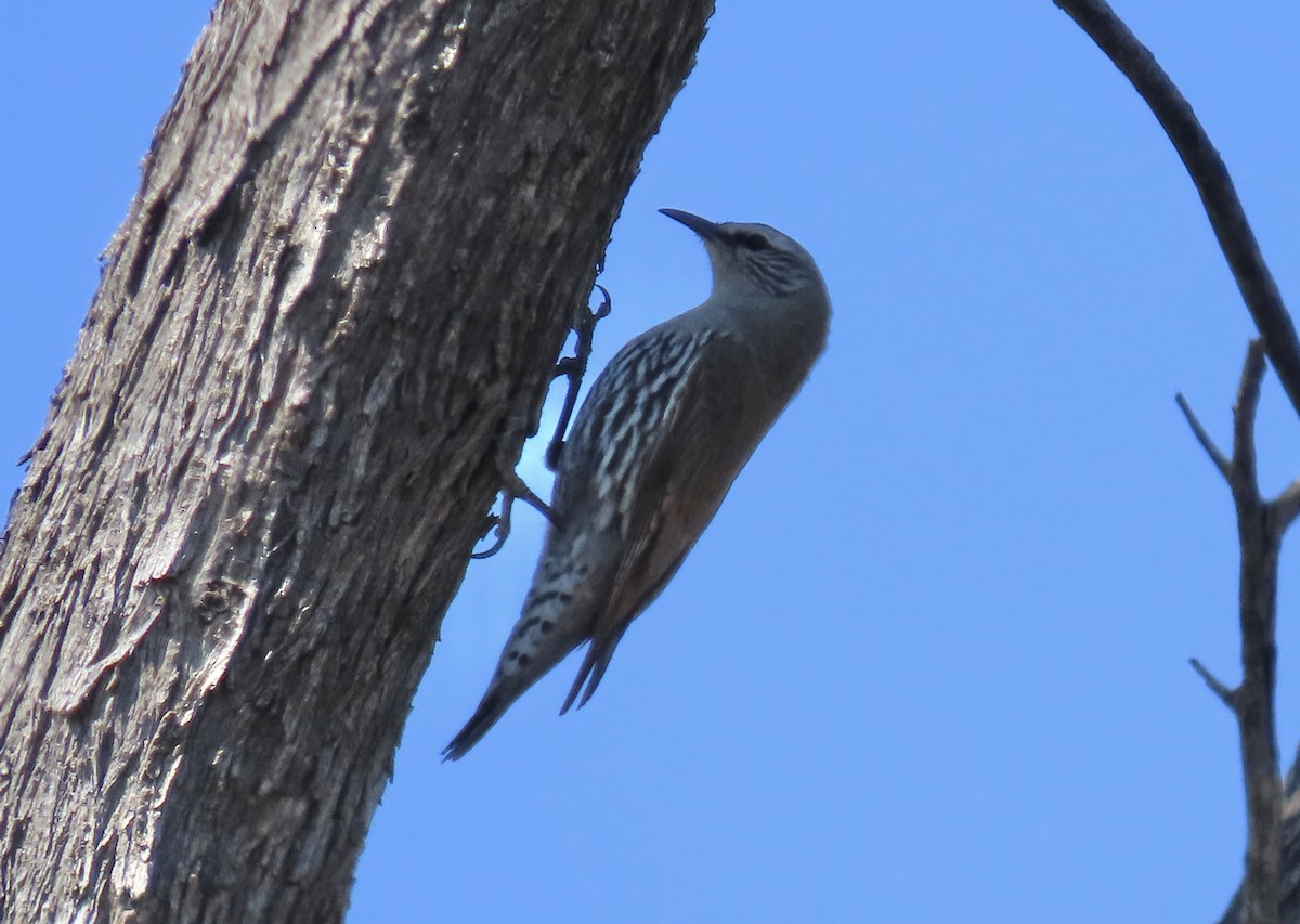 White-browed Treecreeper - ML609089660