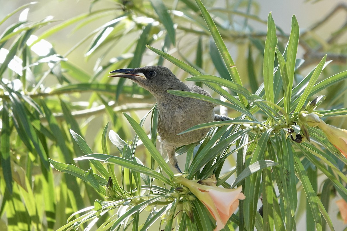 White-gaped Honeyeater - ML609089741