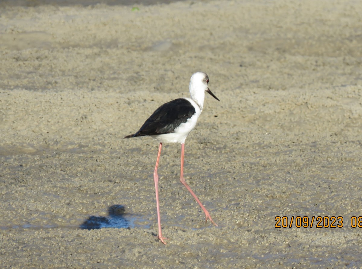 Pied Stilt - ML609089792