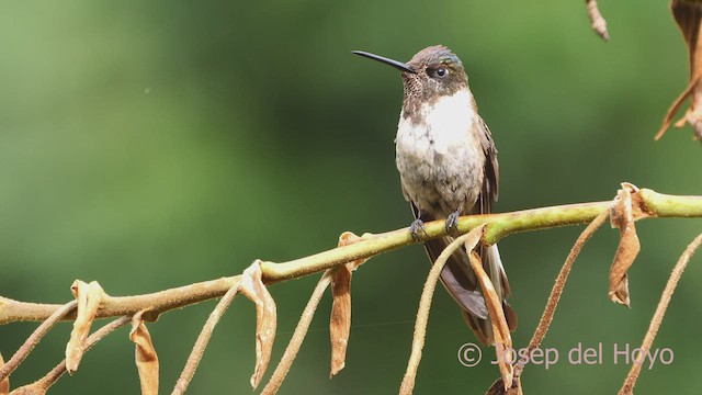 Colibrí Noble Oriental (nobilis) - ML609089823