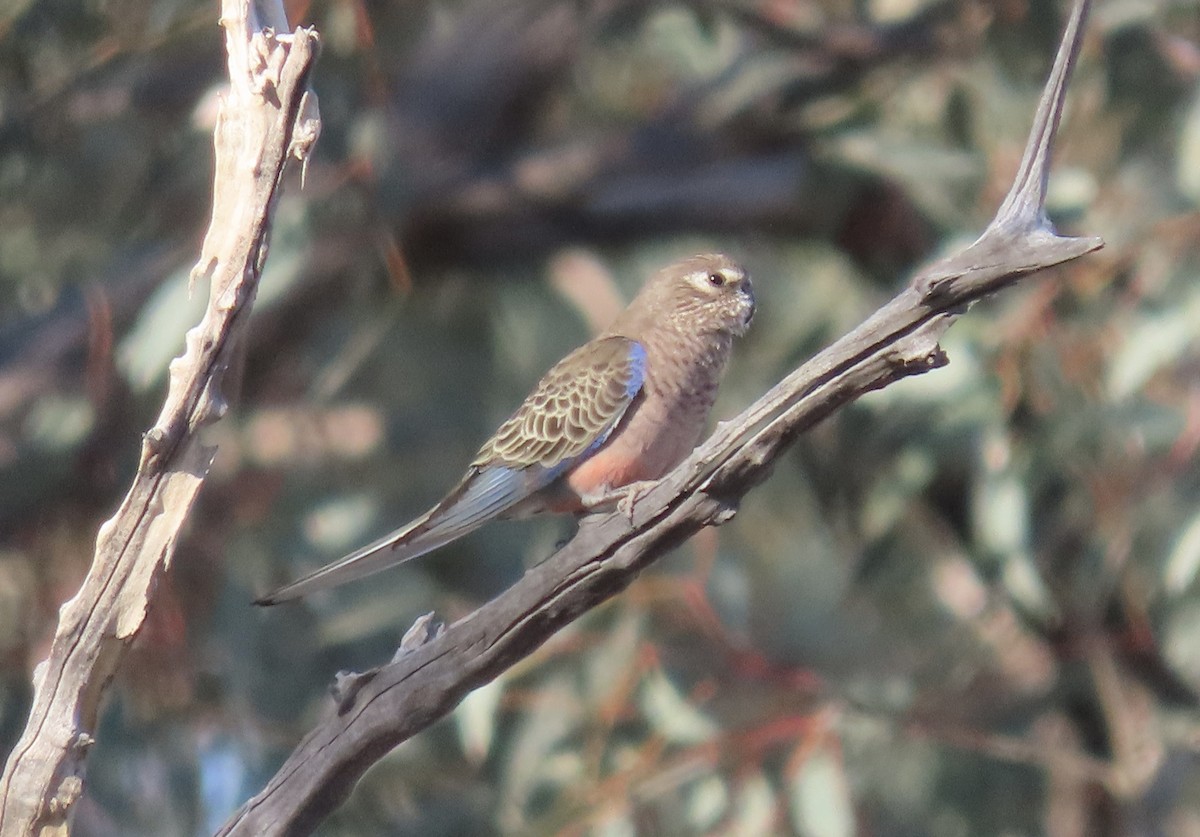 Bourke's Parrot - ML609089862