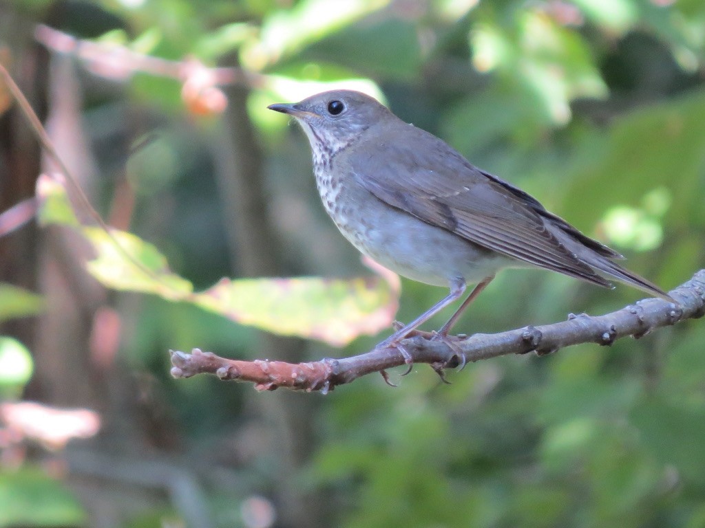 Gray-cheeked Thrush - Diana Werezak