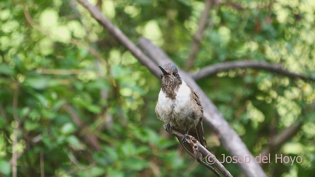 Colibrí Noble Oriental (nobilis) - ML609089944