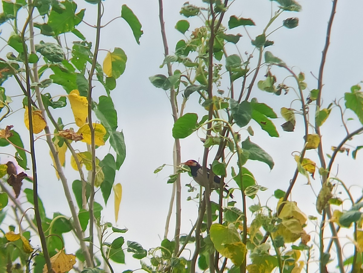 Indian Pied Starling - ML609090061