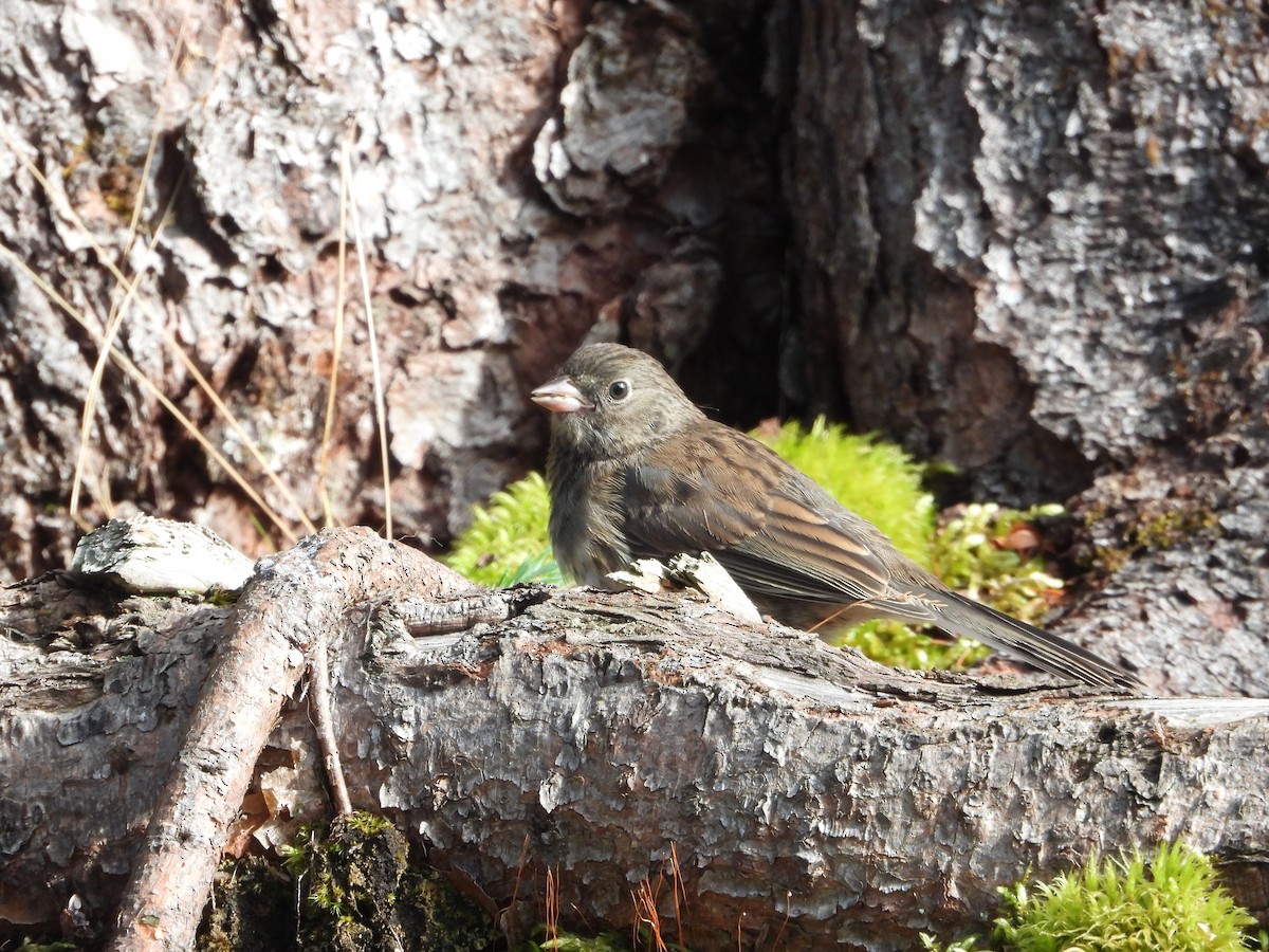 Dark-eyed Junco - ML609090194