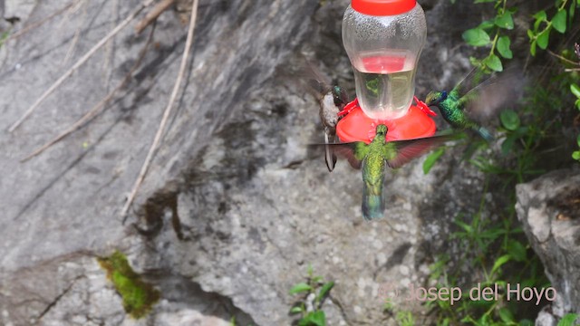 Colibrí Noble Oriental (nobilis) - ML609090203