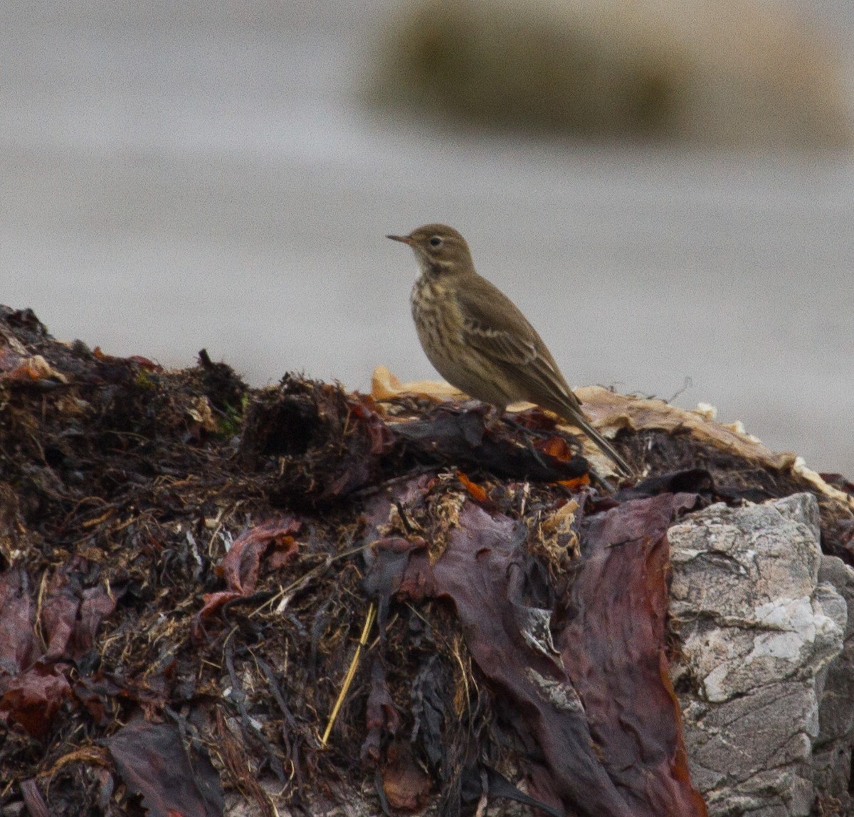 American Pipit - Mike Bouman