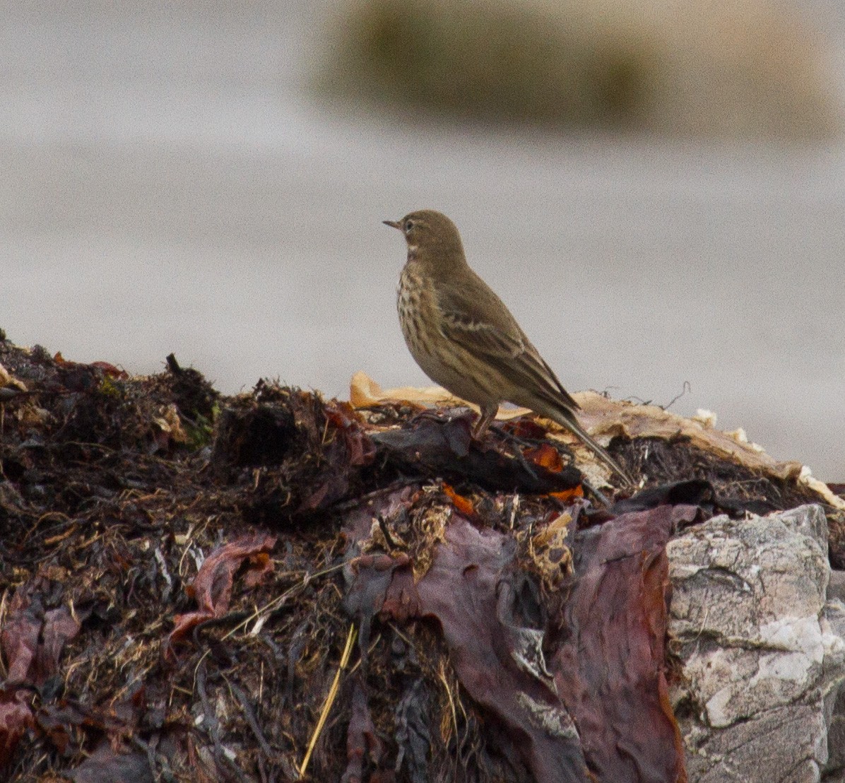 Pipit d'Amérique - ML609090216