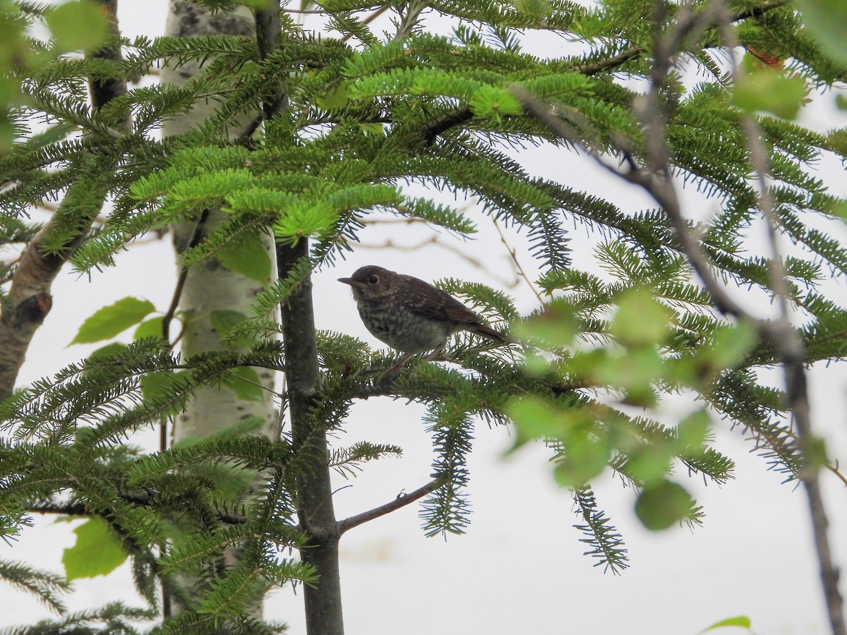 Hermit Thrush - ML609090232