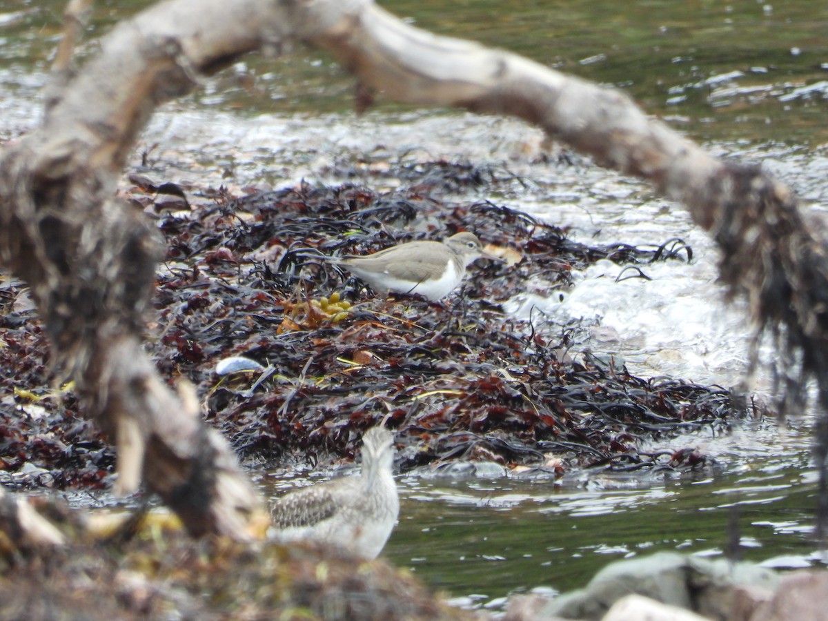 Spotted Sandpiper - ML609090257