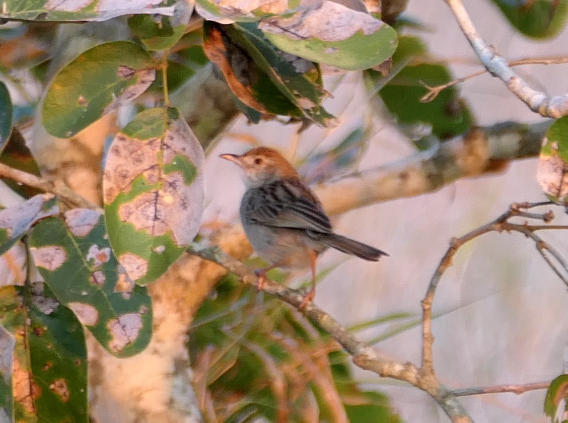 Rattling Cisticola - ML609090311