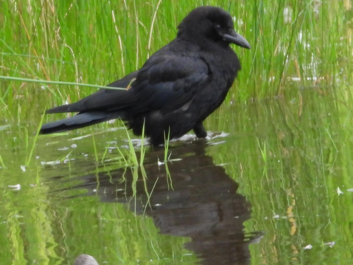 American Crow - ML609090342