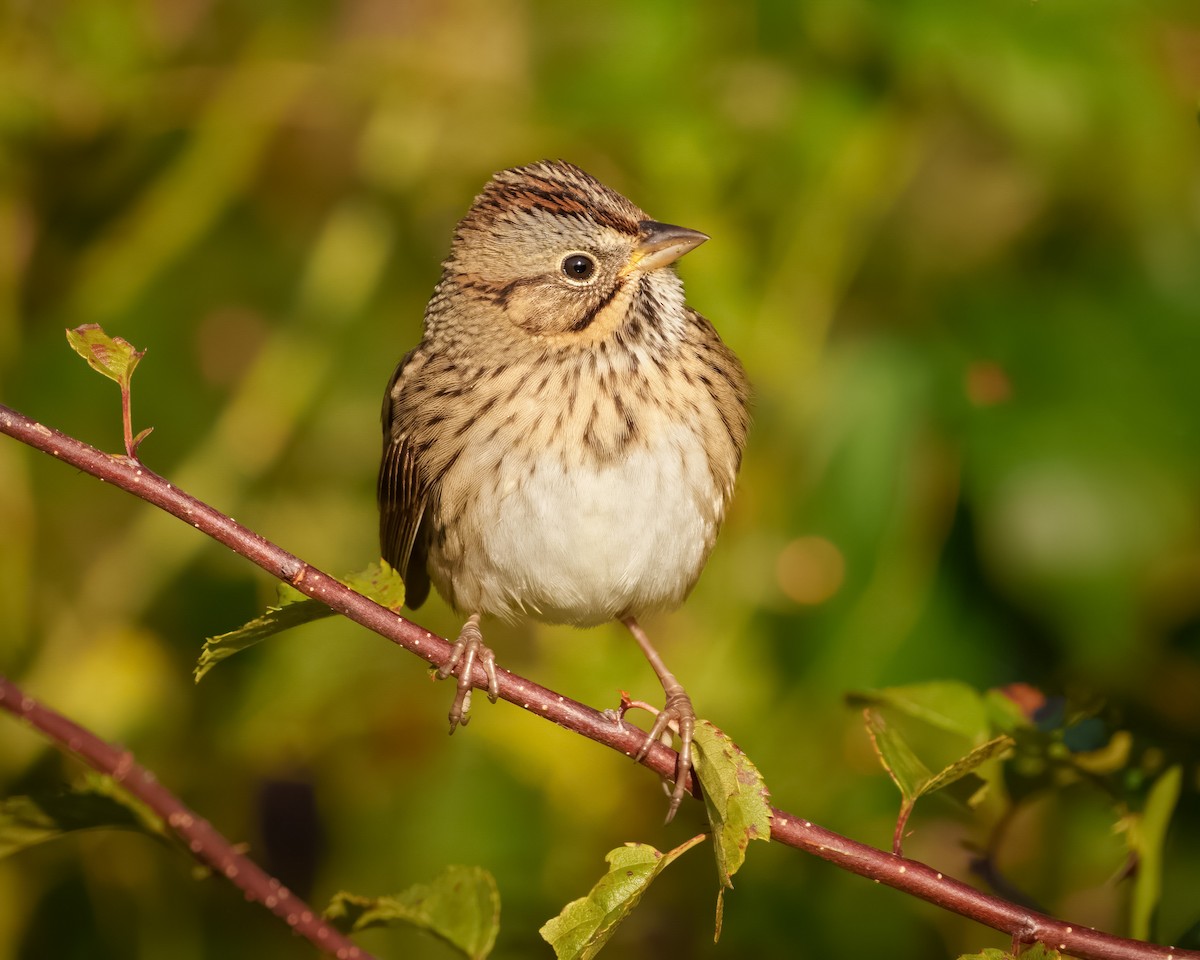 Lincoln's Sparrow - ML609090350