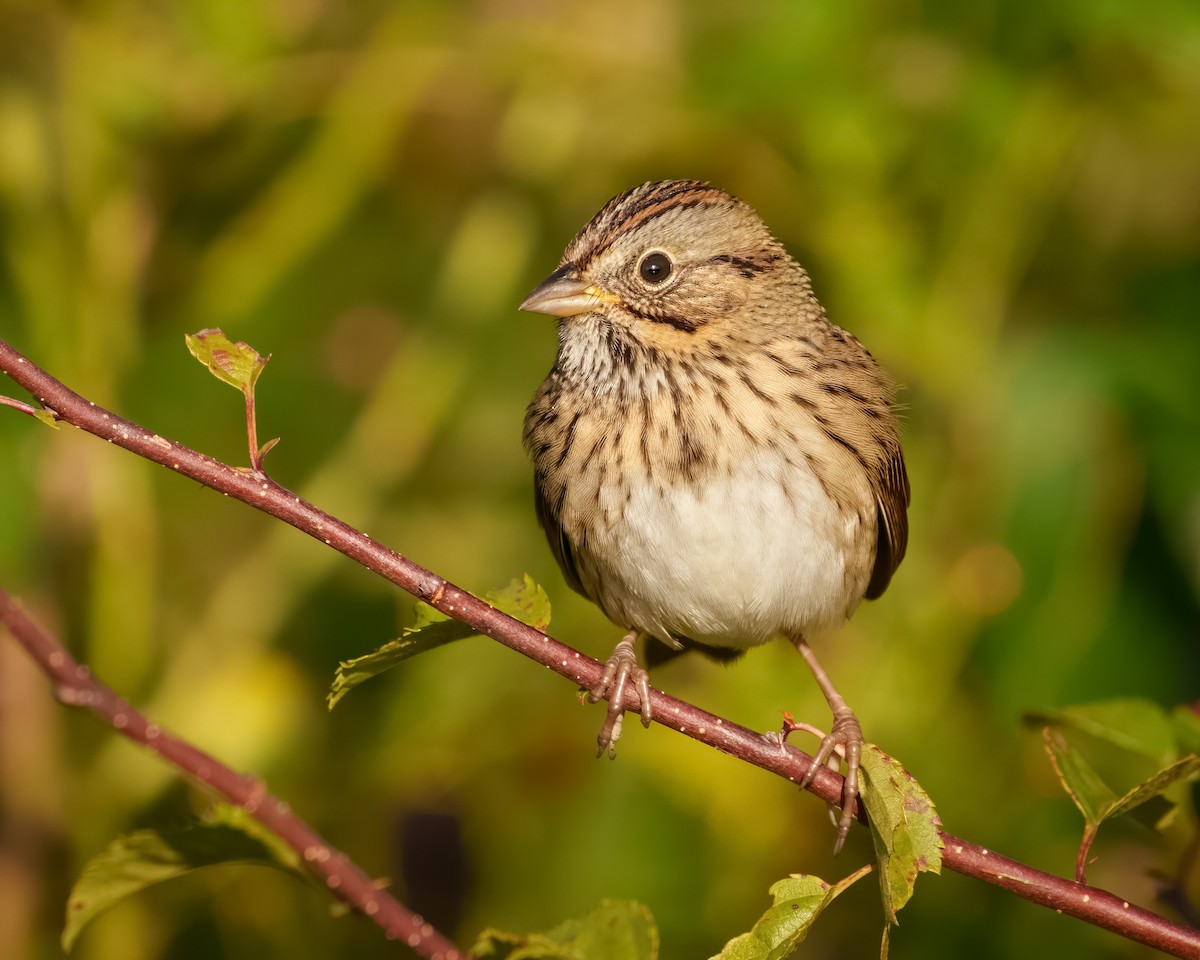 Lincoln's Sparrow - ML609090352