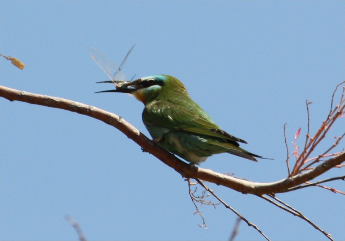 Blue-cheeked Bee-eater - ML609090455