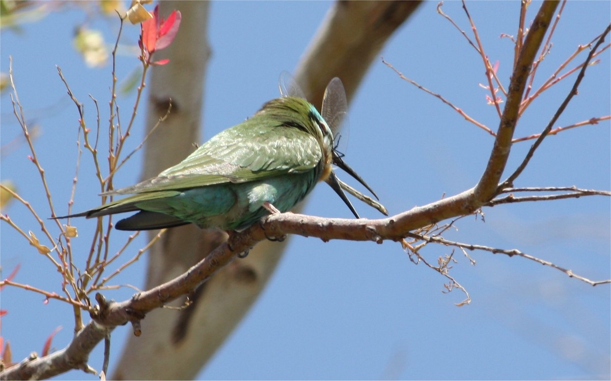 Blue-cheeked Bee-eater - ML609090458