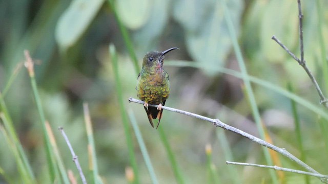 Colibrí Topacio - ML609090517