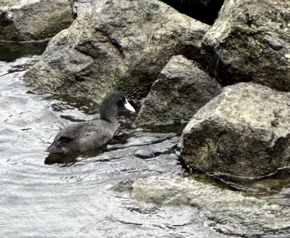Eurasian Coot - ML609090644