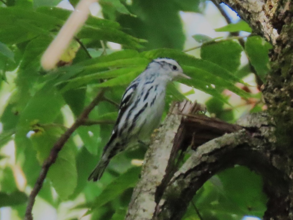 Black-and-white Warbler - Steve Wheeler