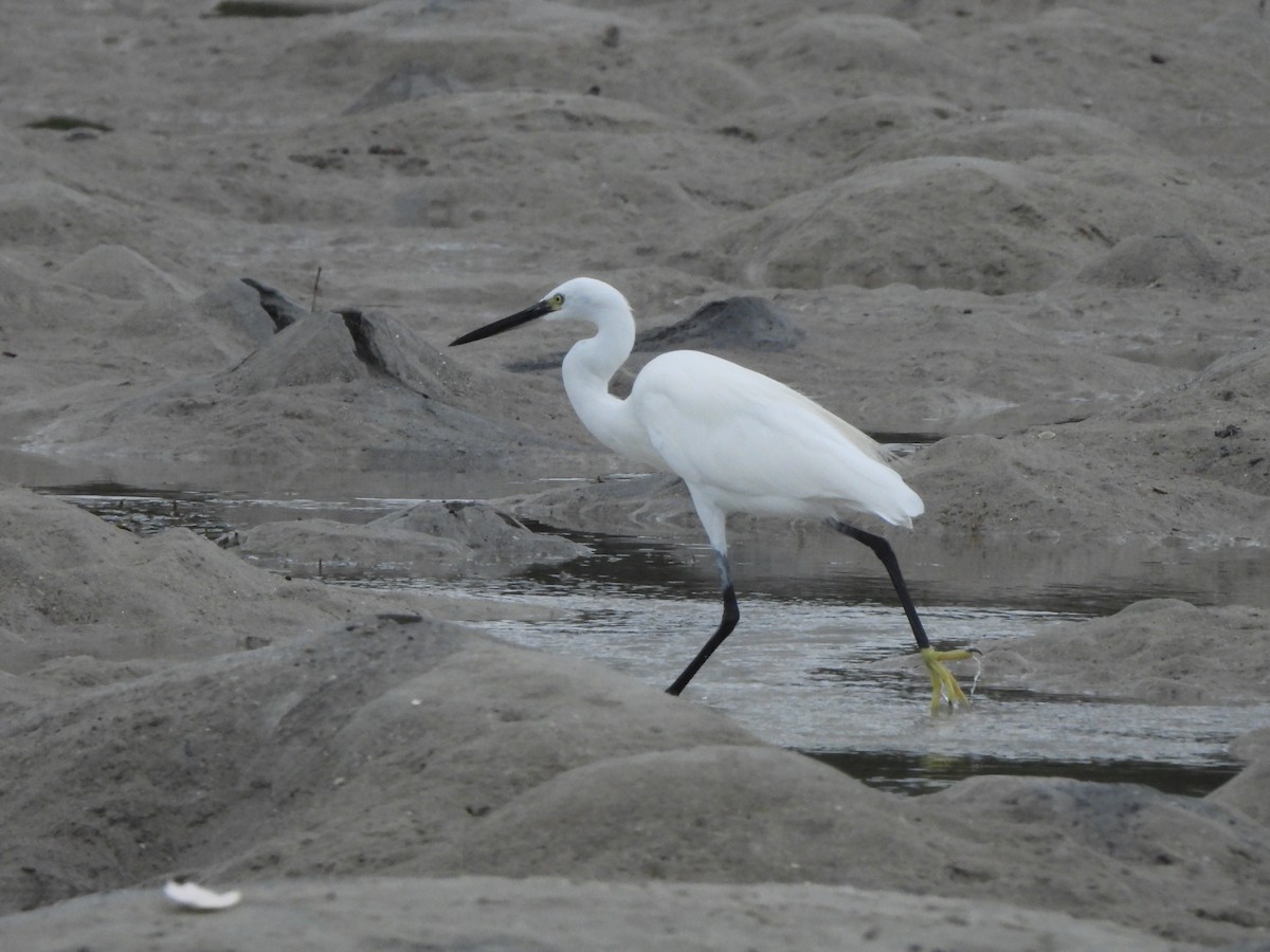 Little Egret - ML609090875