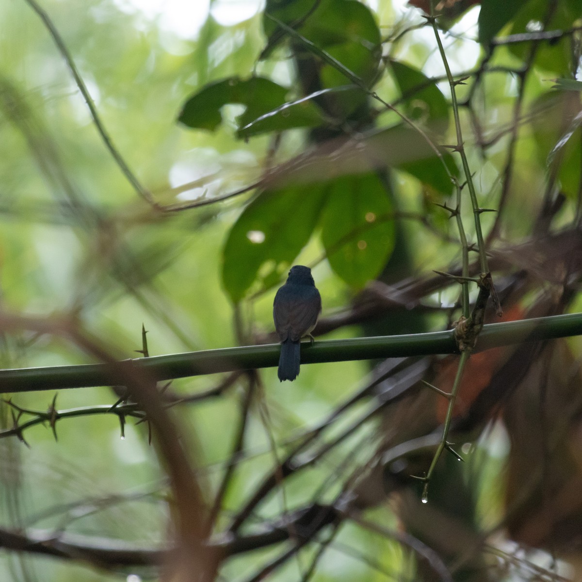 Indochinese Blue Flycatcher - Anastasia Besfamilnaya