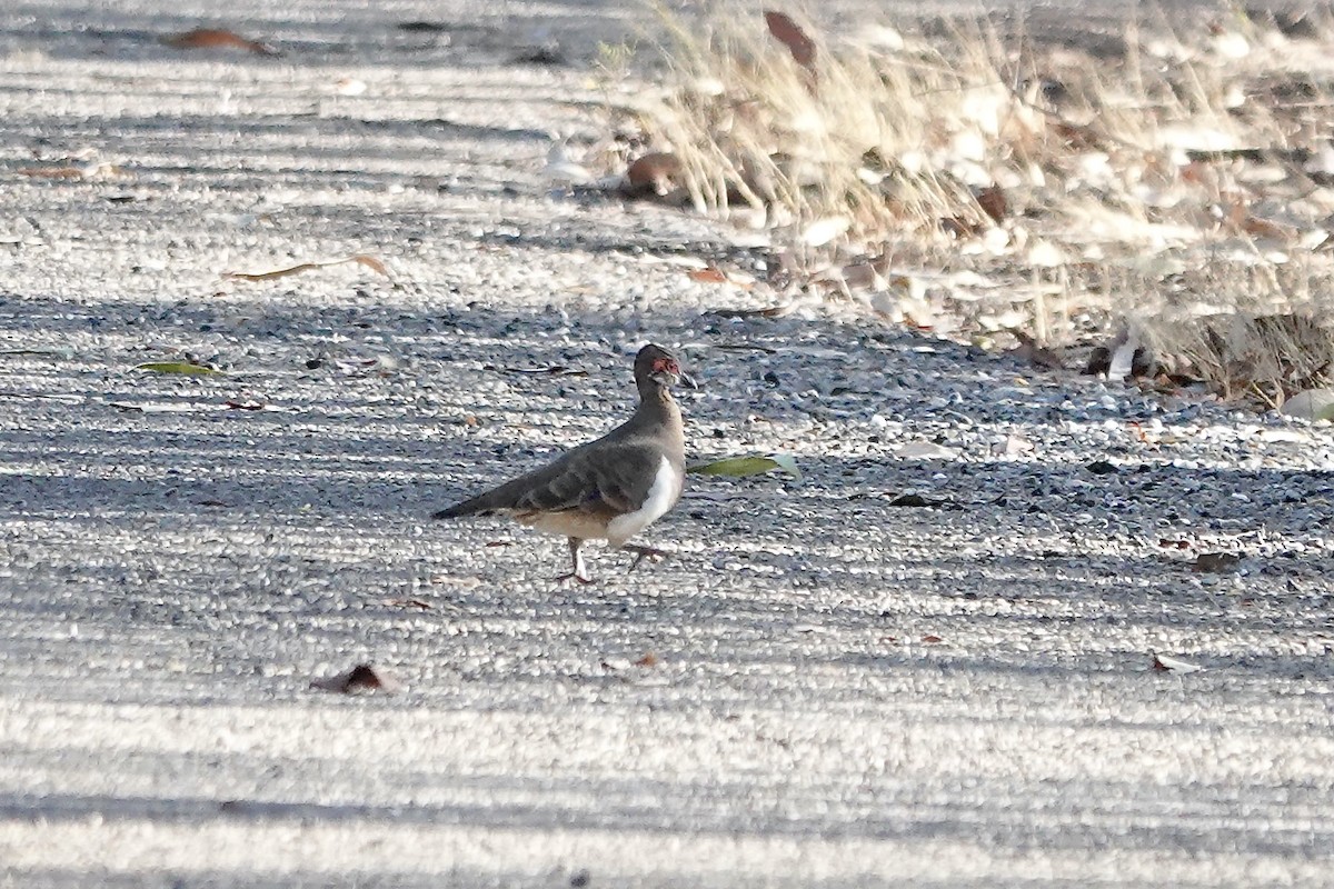 Partridge Pigeon - ML609090955