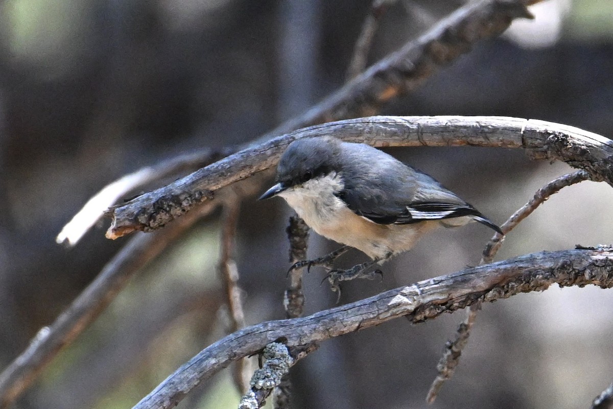 Pygmy Nuthatch - ML609090980