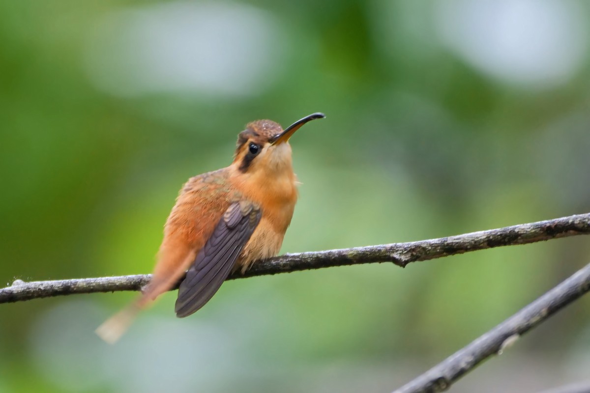 Reddish Hermit - Alexandre Vinot