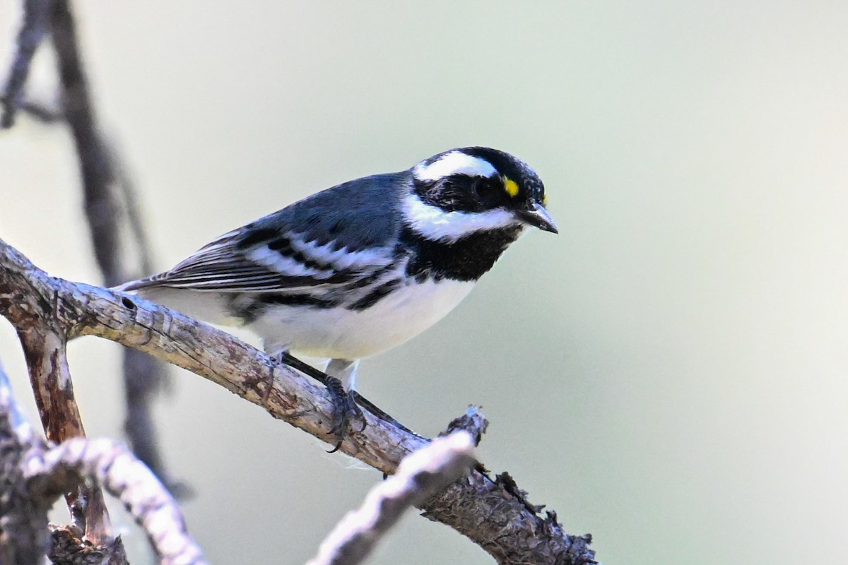 Black-throated Gray Warbler - ML609091019