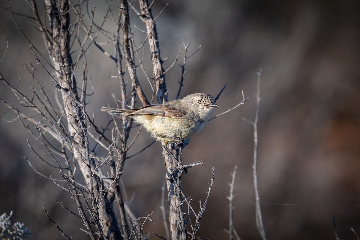 Slender-billed Thornbill - Trevor Evans