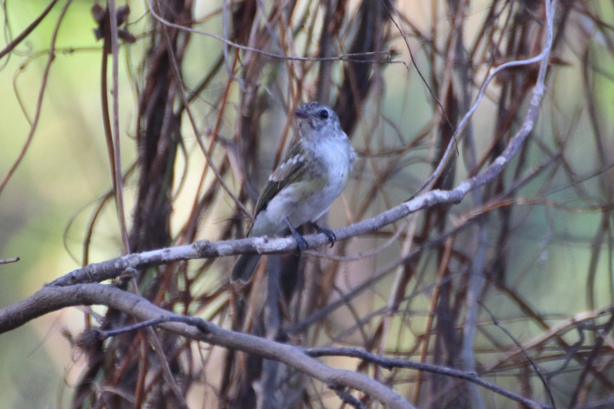 Lemon-bellied Flyrobin (Lemon-bellied) - ML609091086