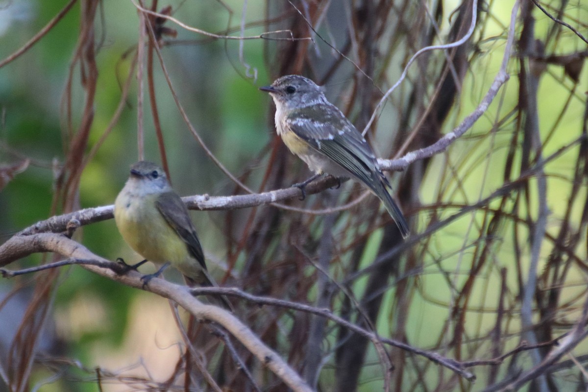 Lemon-bellied Flyrobin (Lemon-bellied) - ML609091088