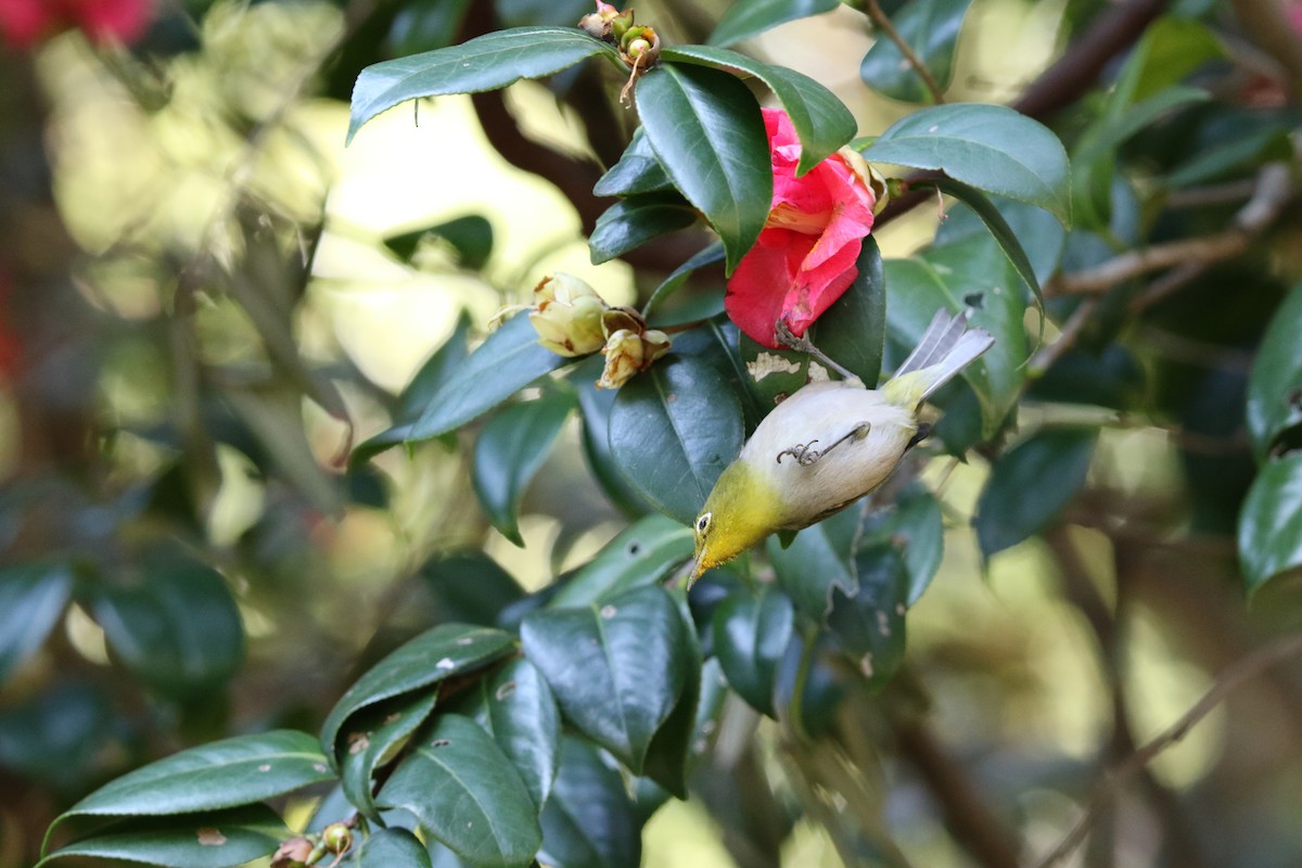 Warbling White-eye - Gerben ter Haar