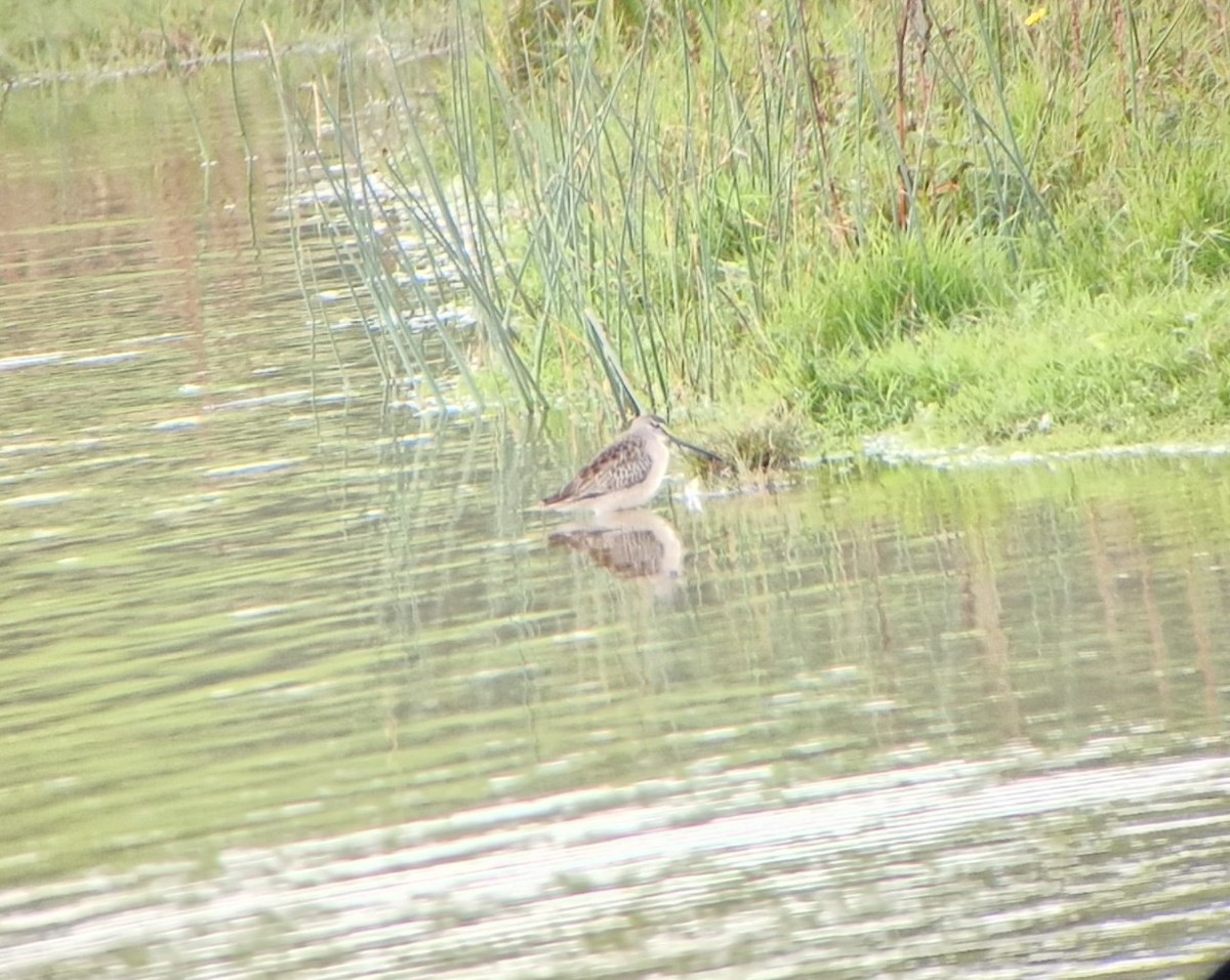 Long-billed Dowitcher - ML609091179